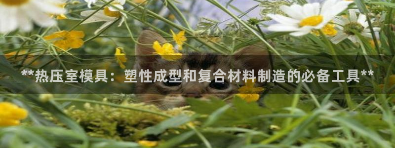 易倍申竞品：**热压室模具：塑性成型和复合材料制造的必备